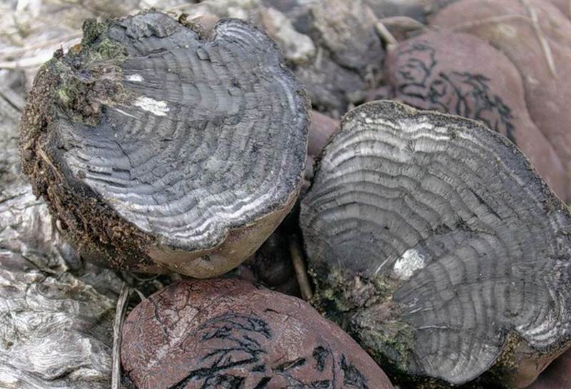 604 Marzo vecchio ritrovamento